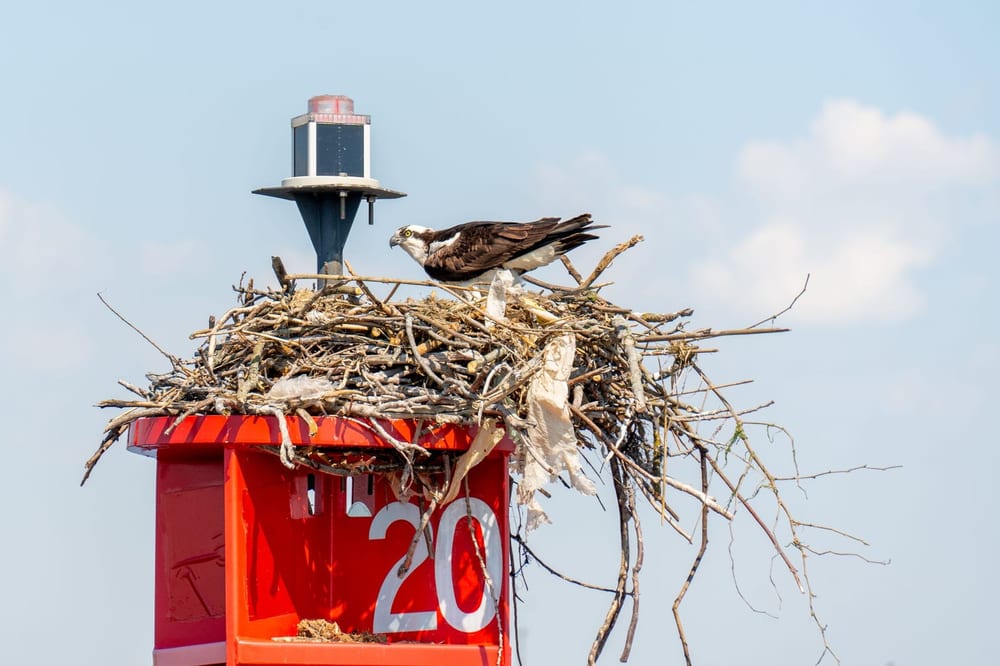 Osprey nest on top of a red harbor marker