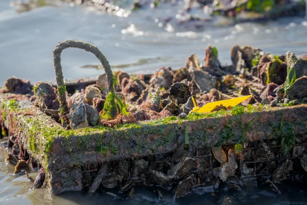 Oyster-covered research cage lifted from the water