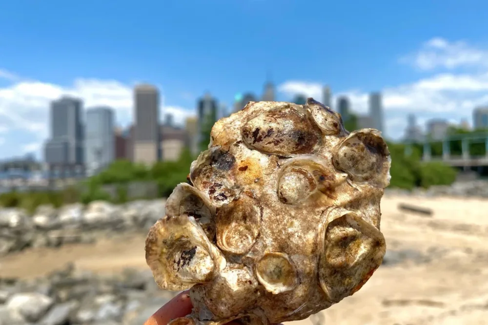 Oyster cluster held up with Lower Manhattan in the background
