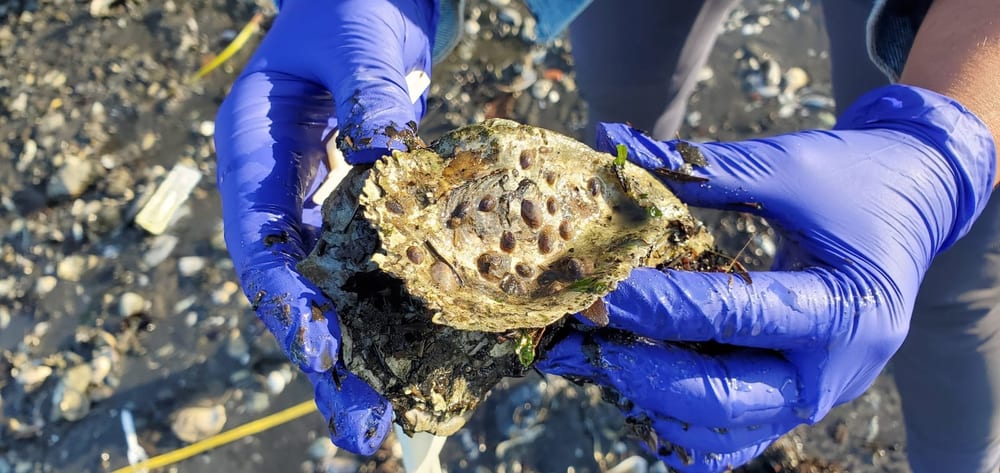 Blue-gloved hands hold an oyster covered with marine growth