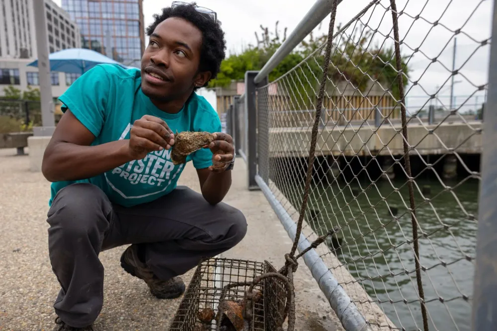 Researcher kneels beside an oyster cage at the waterfront