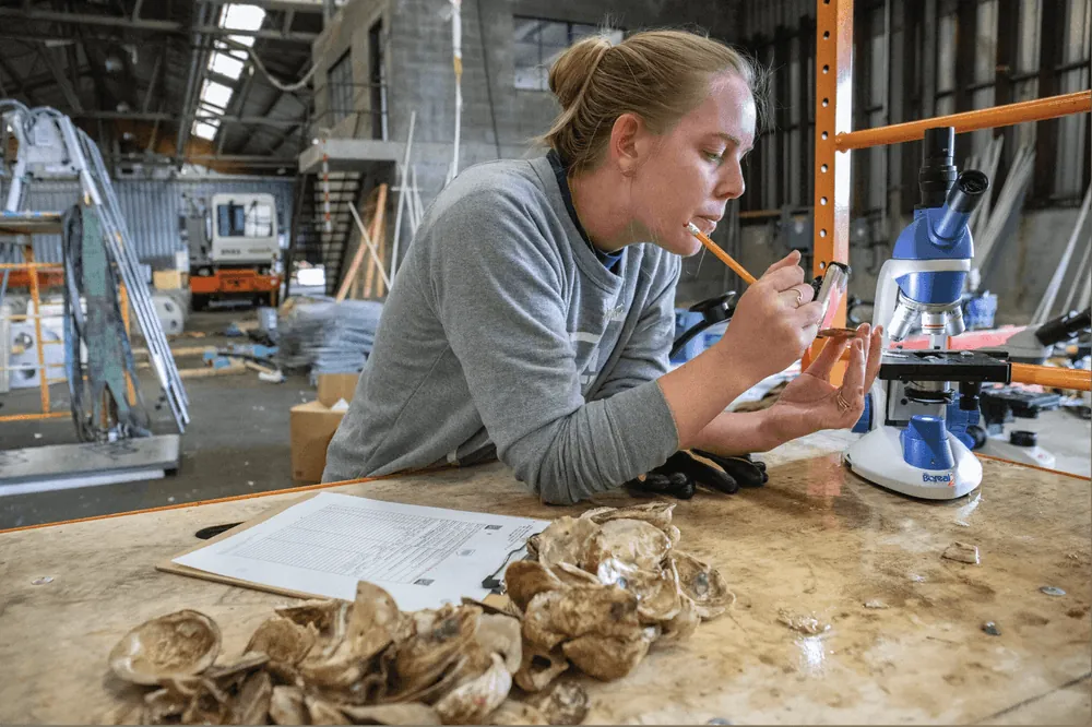 A student examines an oyster shell at a laboratory table