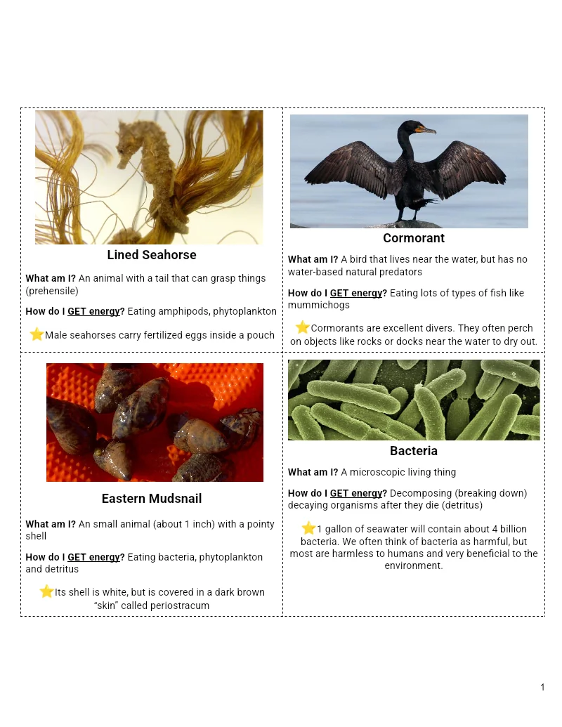 ORS L11 — Food Web Cards