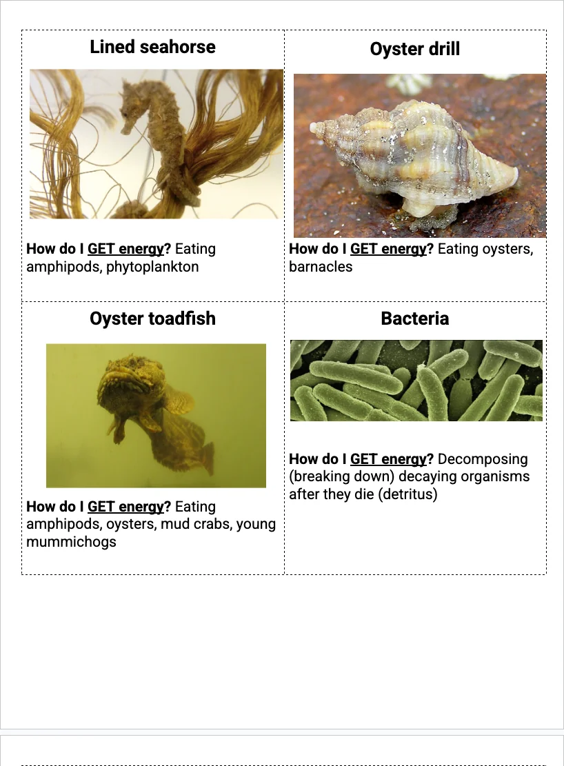3-5 Food Web — Food Web Cards