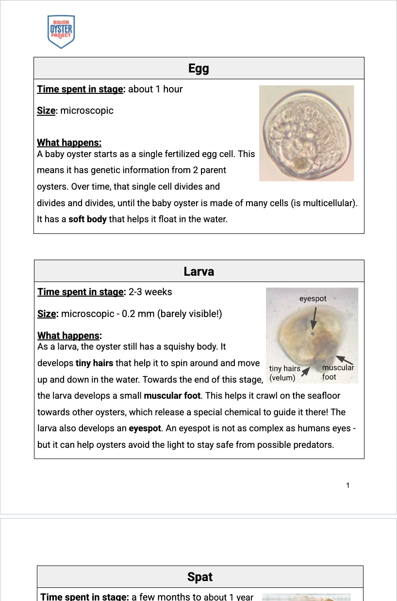3-5 Anatomy — Oyster Structures Cards