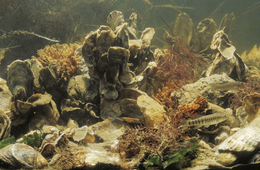 Underwater view of an oyster reef where small striped fish swim among shells and red seaweed