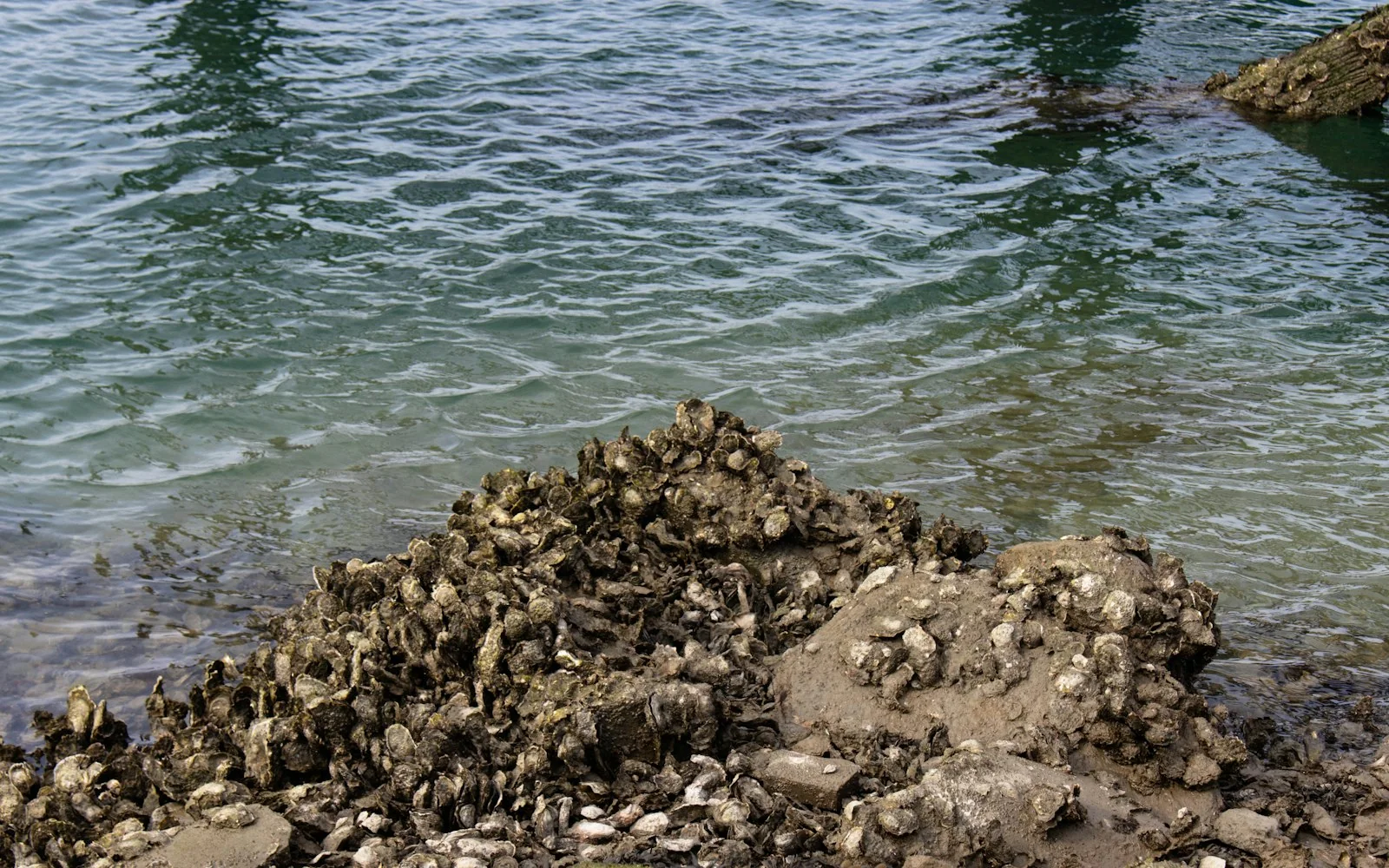 Clusters of wild oysters exposed at low tide along a shoreline