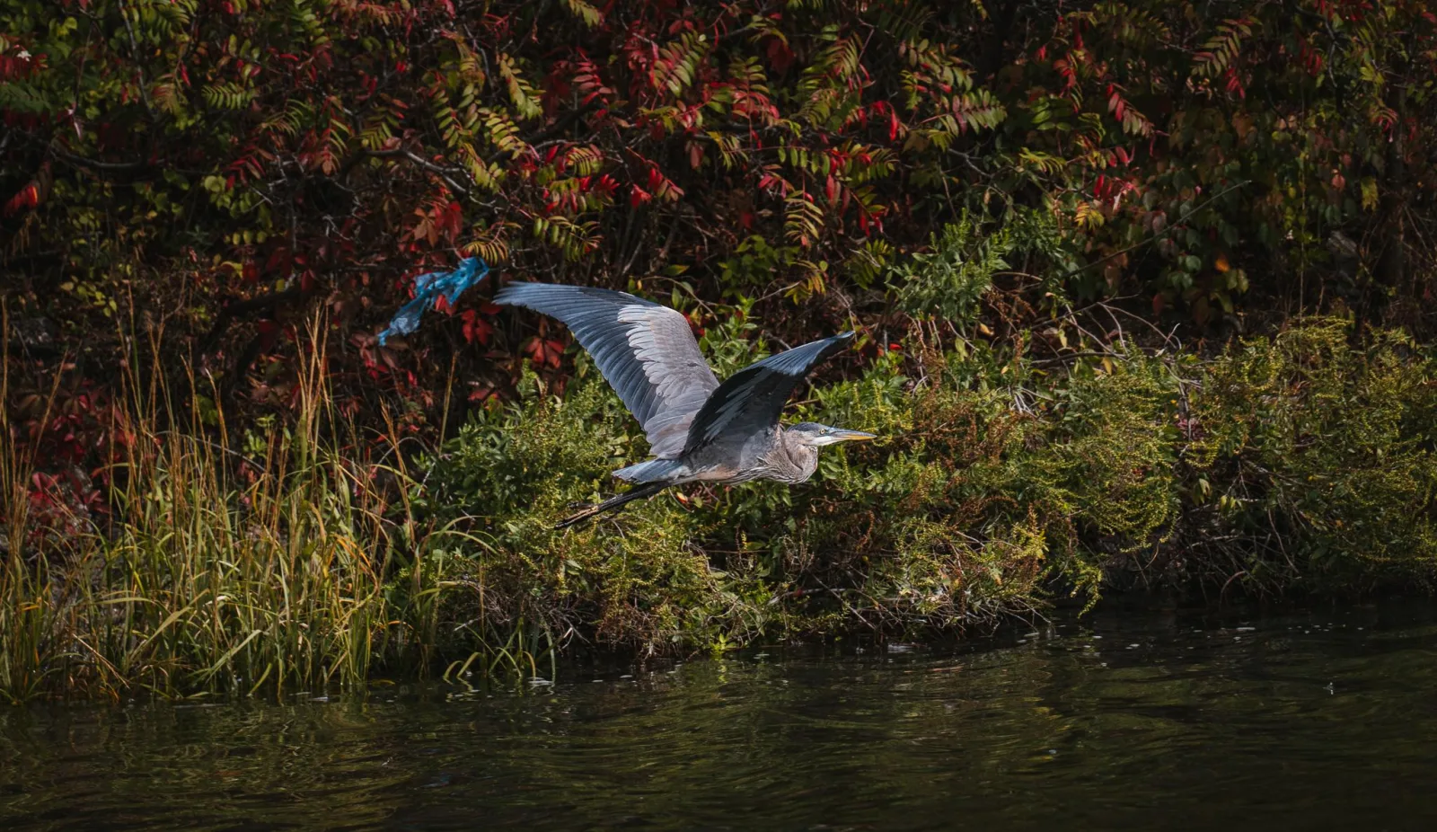 A great blue heron flying low over calm water past a shoreline of red and green autumn brush