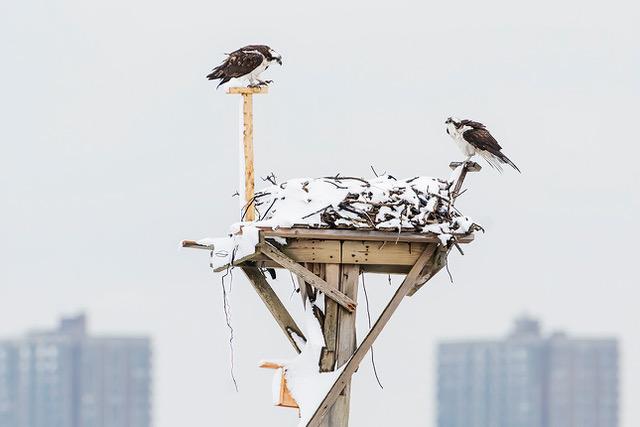 Two ospreys perched on a snow-dusted nest platform with New York apartment towers behind them