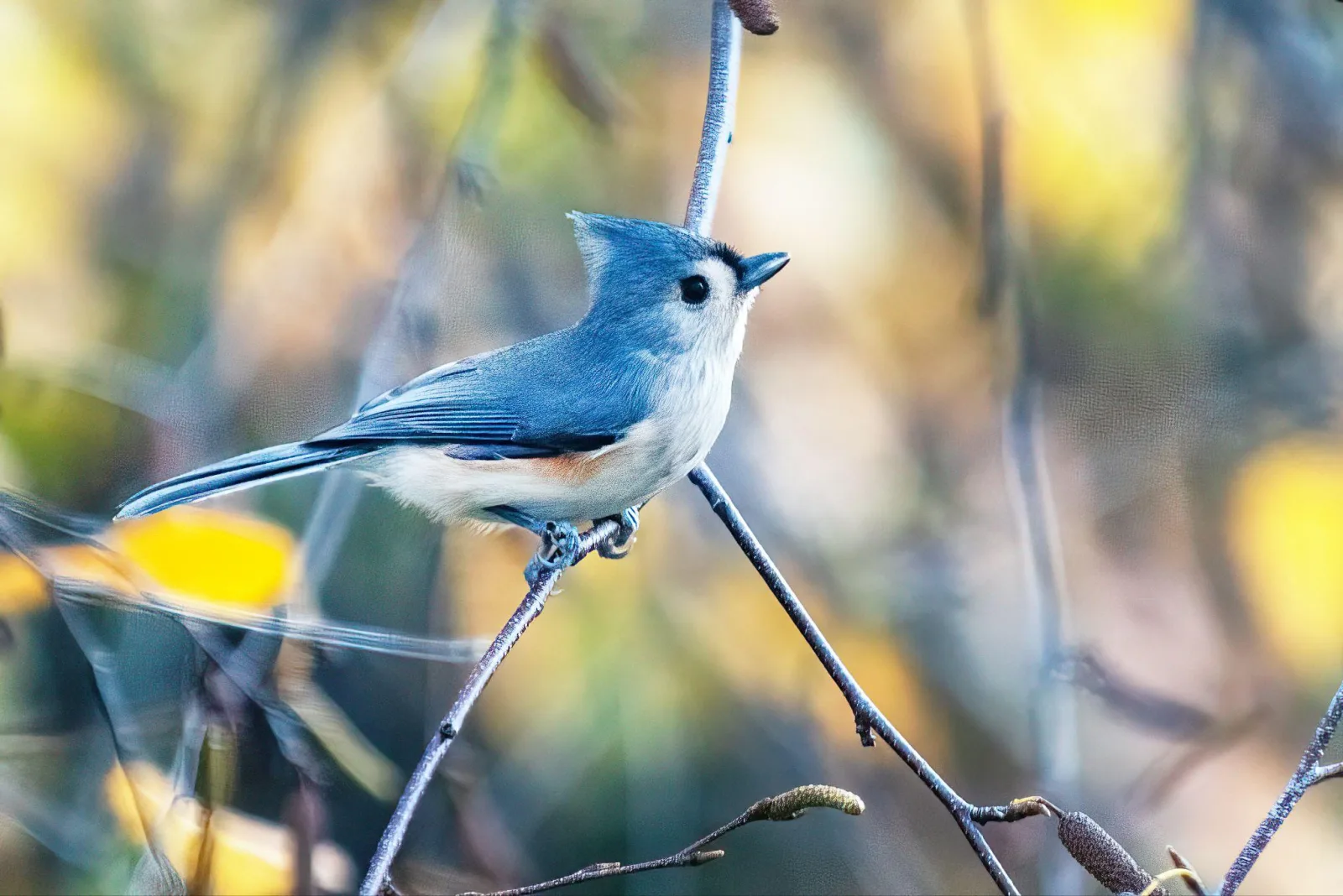 A tufted titmouse perched on a slender branch against blurred golden autumn foliage