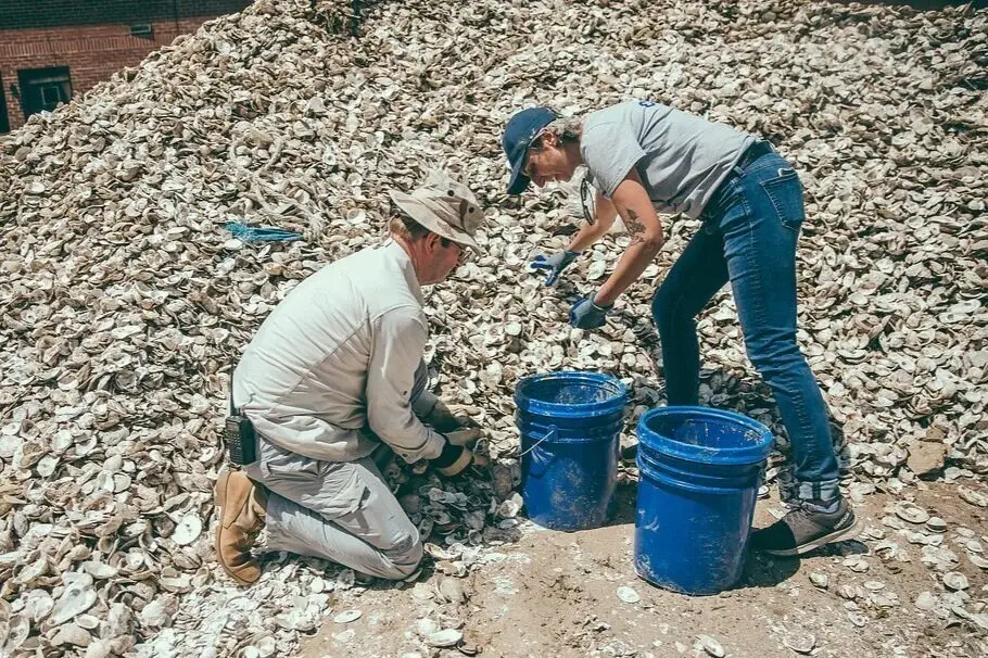 Workers shovel recycled oyster shells into buckets