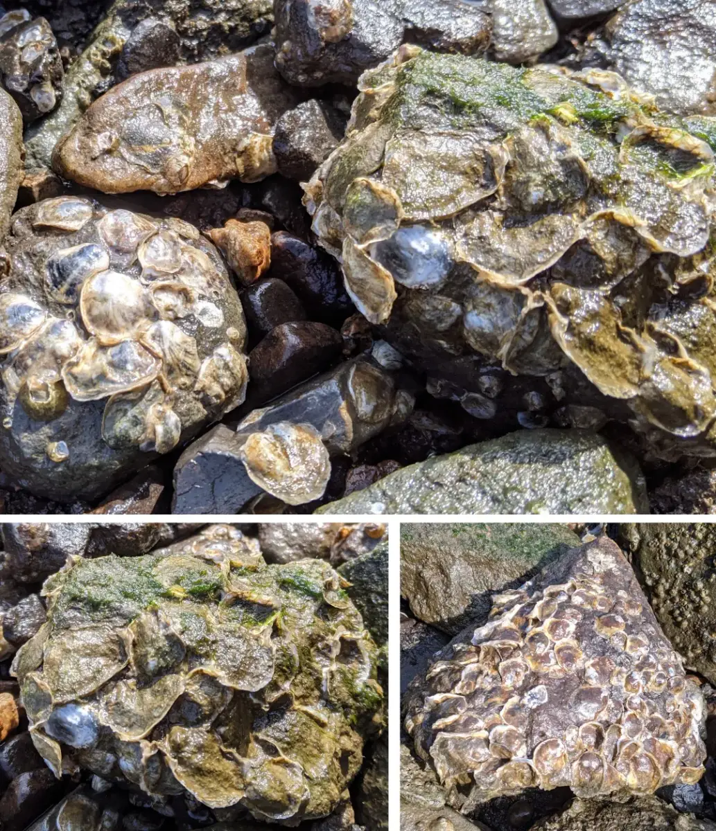 Close-up views of wild oysters growing together