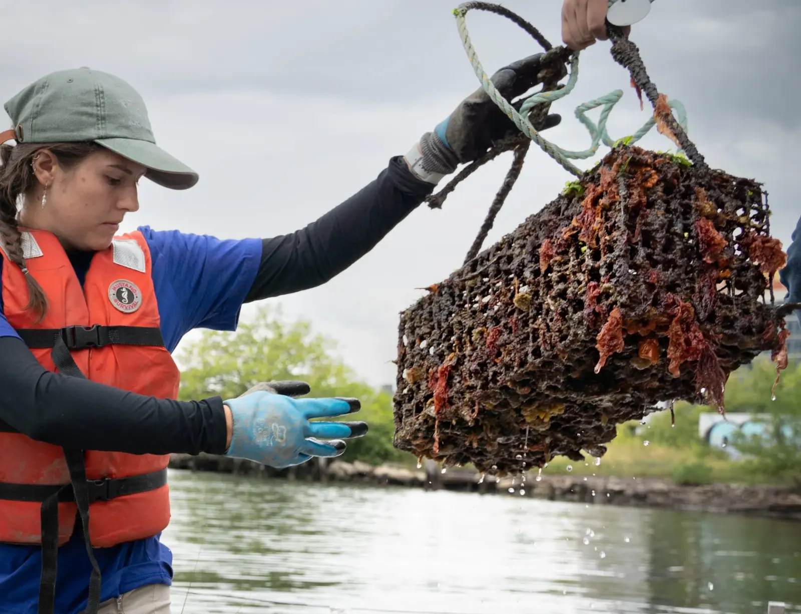 A researcher lifts an oyster-covered cage from the water
