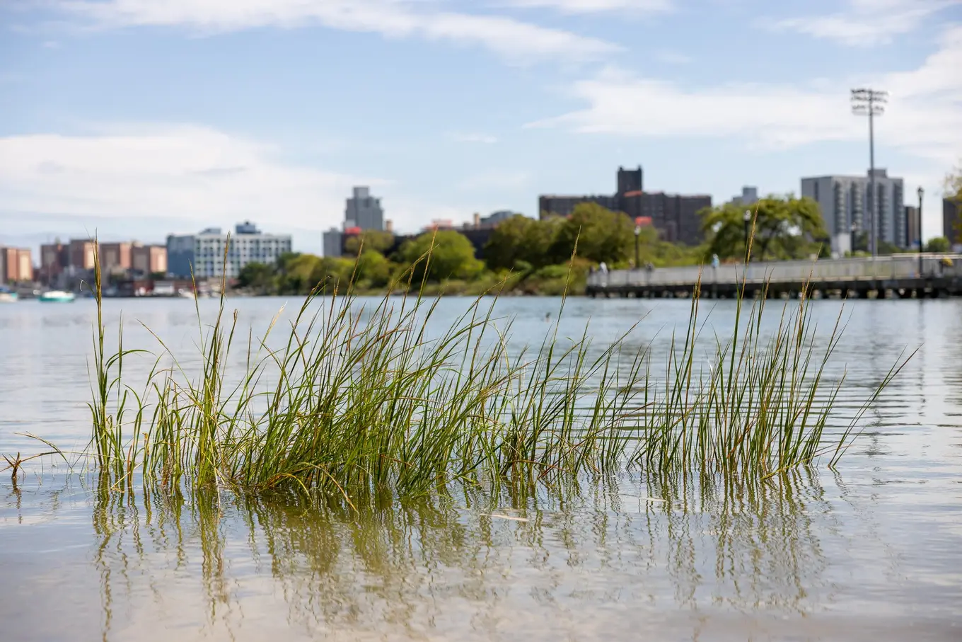 Marsh grasses grow along the New York Harbor shoreline
