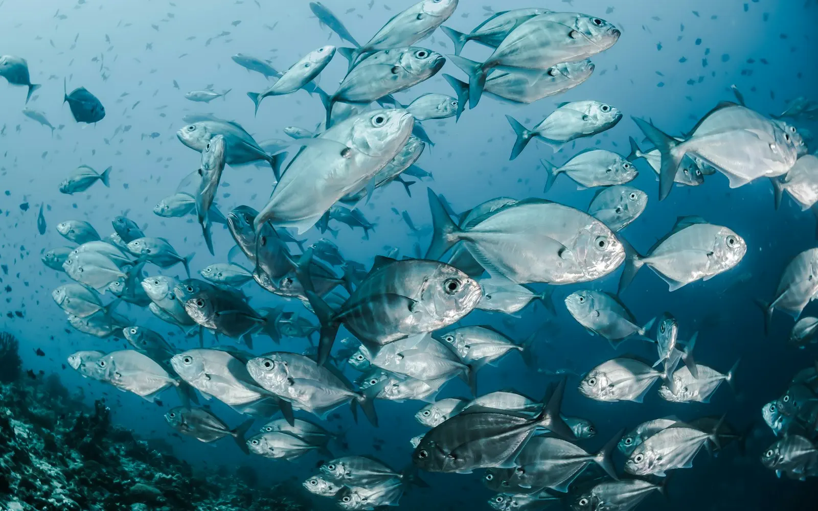 A dense school of silvery fish swims above a reef