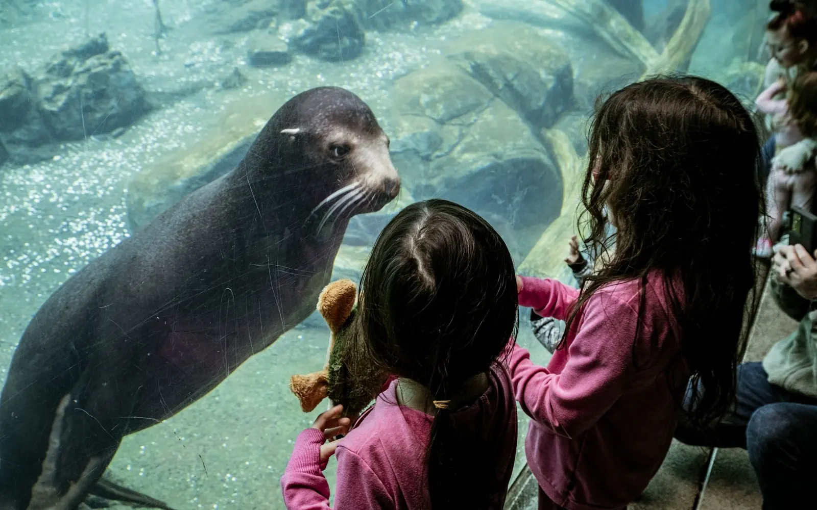 Two children meet a sea lion through aquarium glass