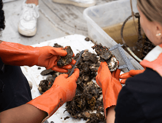 Orange-gloved hands measuring an oyster with calipers during a monitoring session