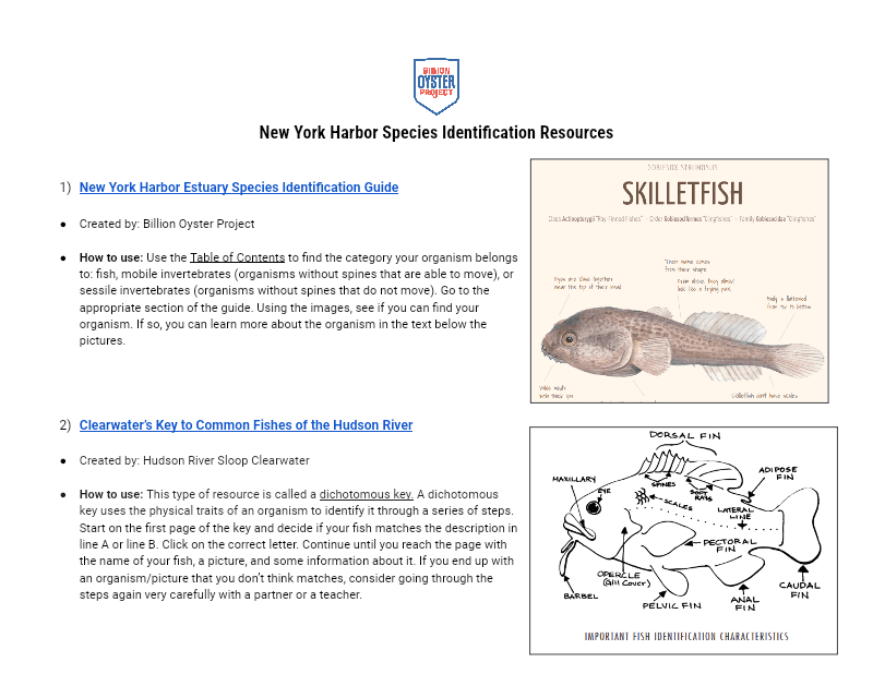 ORS L4 — Species Identification Resources