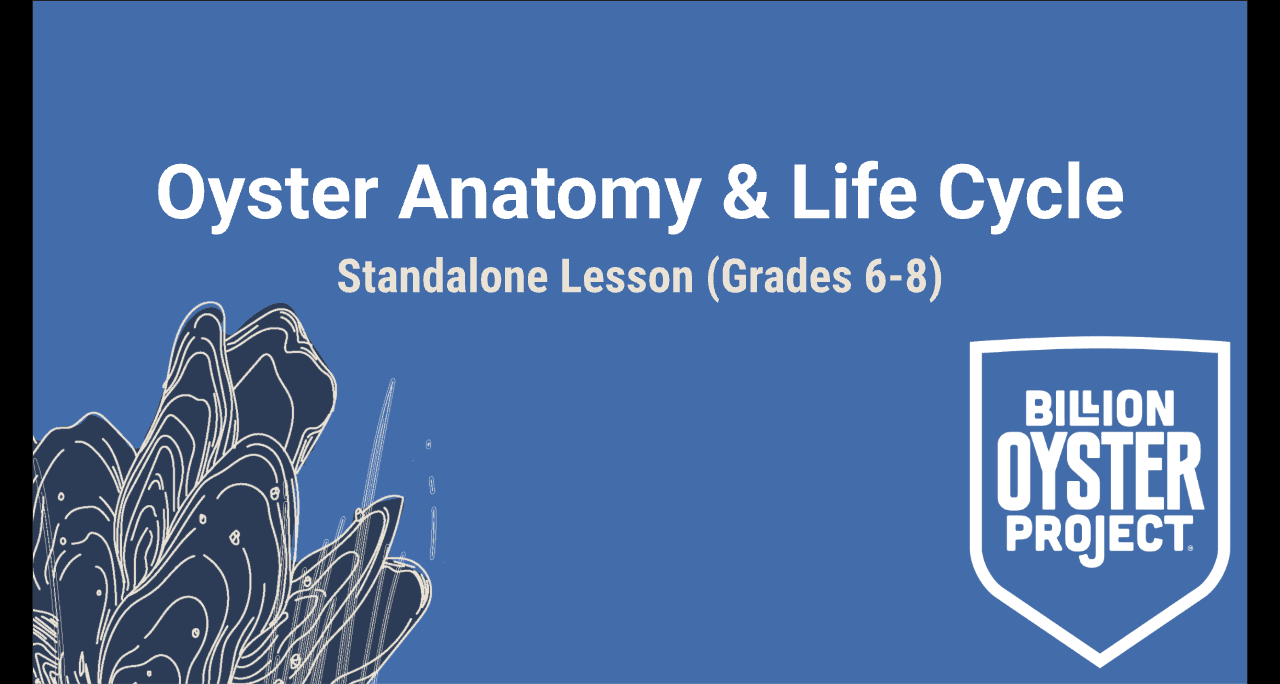 6-8 Anatomy — Slides