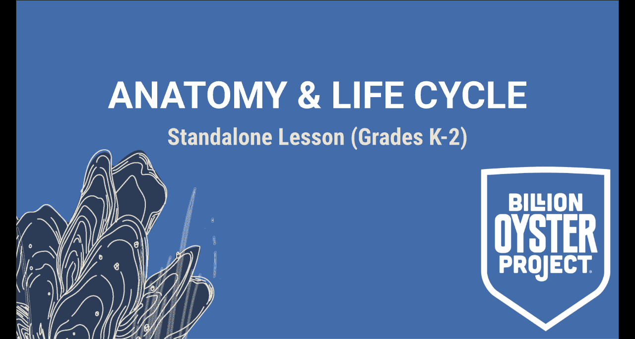 K-2 Anatomy — Slides