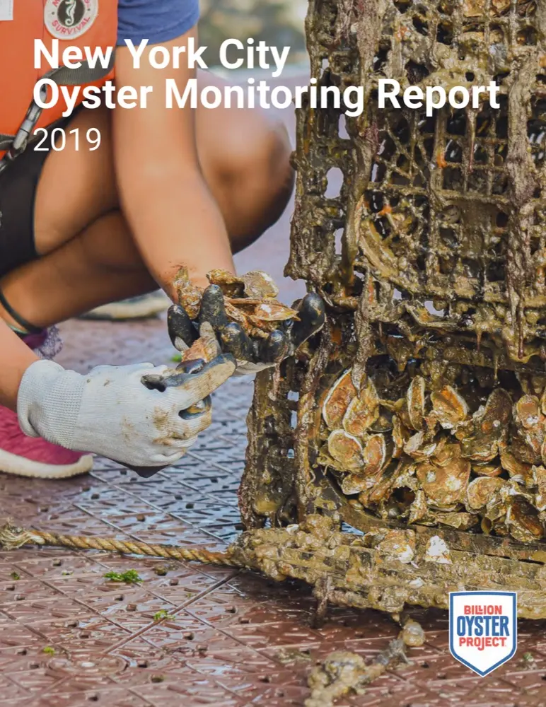 NYC Oyster Monitoring Report: 2019