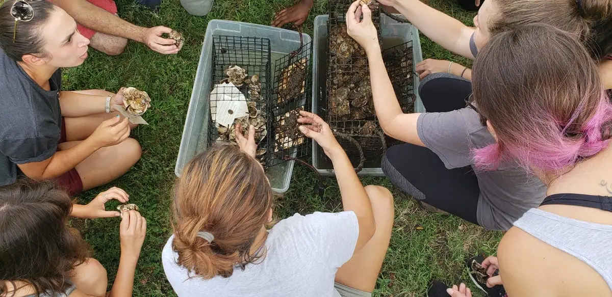 Hands open a wire oyster research station cage filled with live oysters at the water's edge