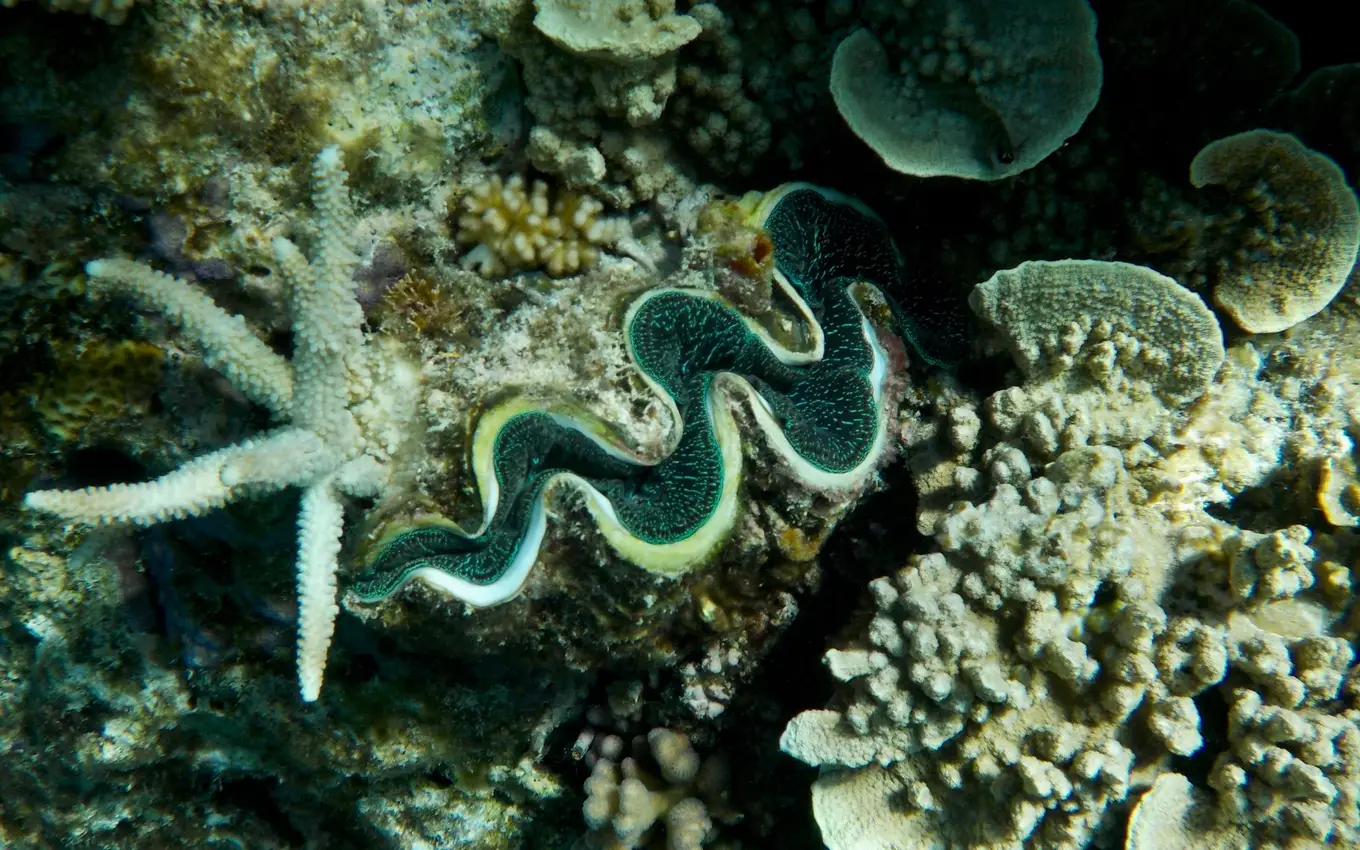 Underwater coral reef with a giant clam and sea star