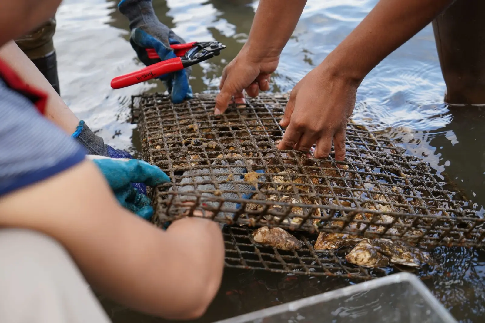 Gloved volunteers secure oysters inside a metal cage beside the water