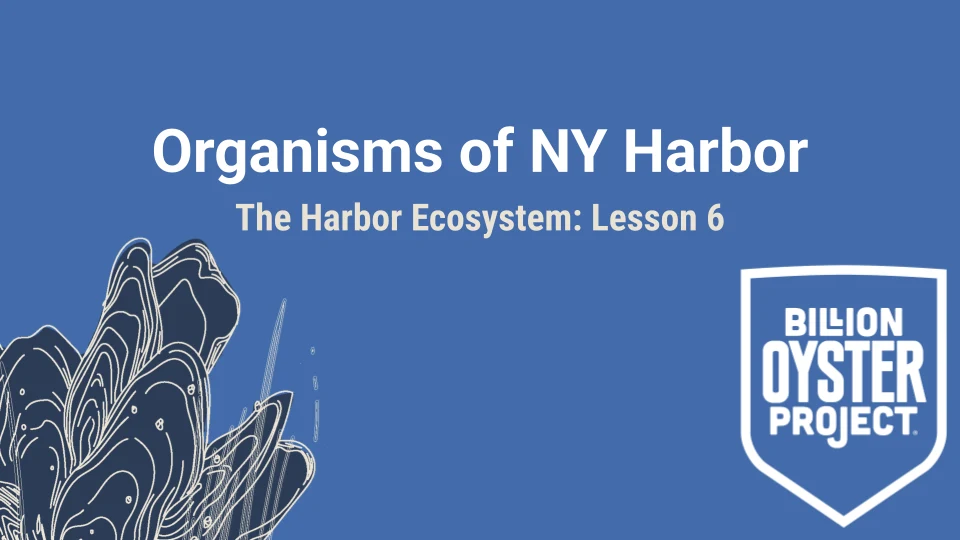 Harbor L6 — Slides