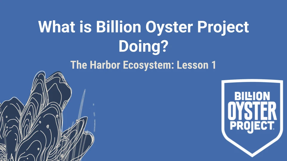 Harbor L1 — Slides