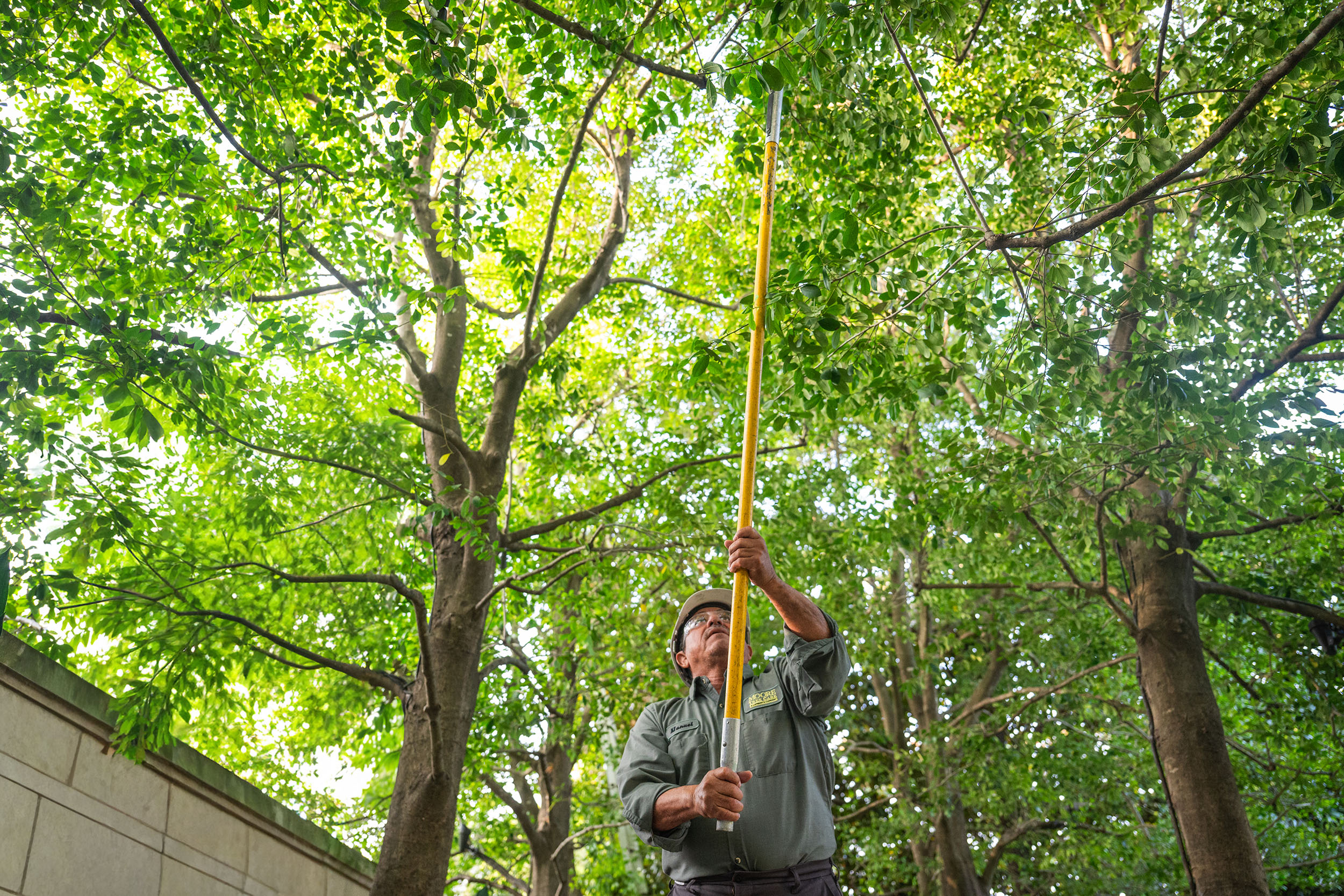 Arbor services Dallas