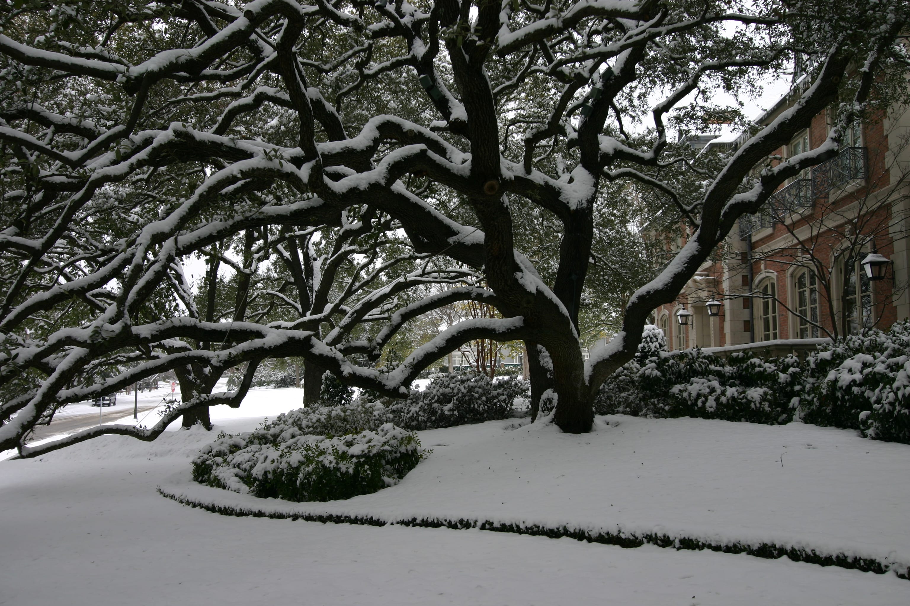 Winter arbor care Dallas