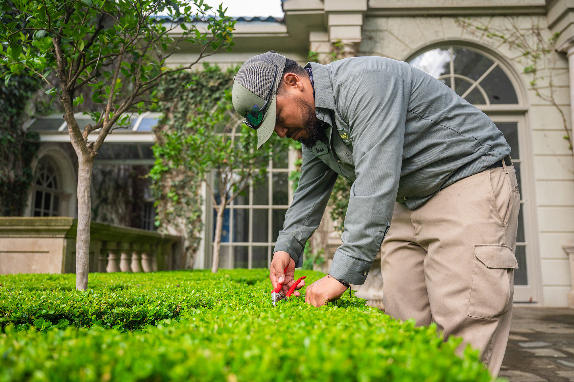 Boxwood care garden