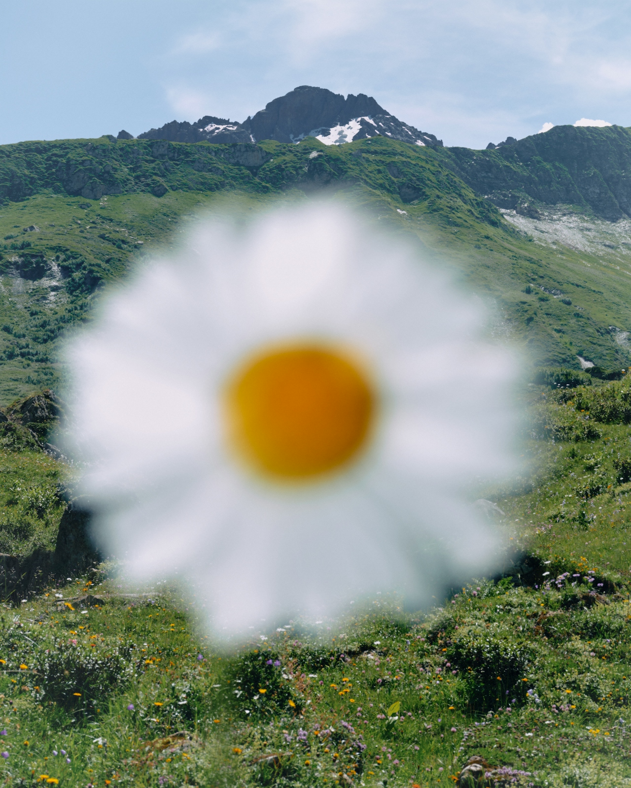 Blurred close-up of a daisy flower with green mountain terrain and rocky peak in the background under a partly cloudy sky.