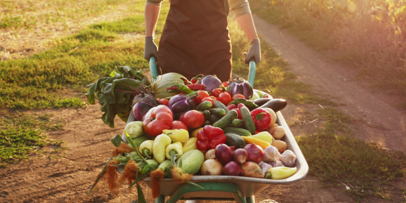 6 Tips for Preparing your Fresh Produce for Transportation