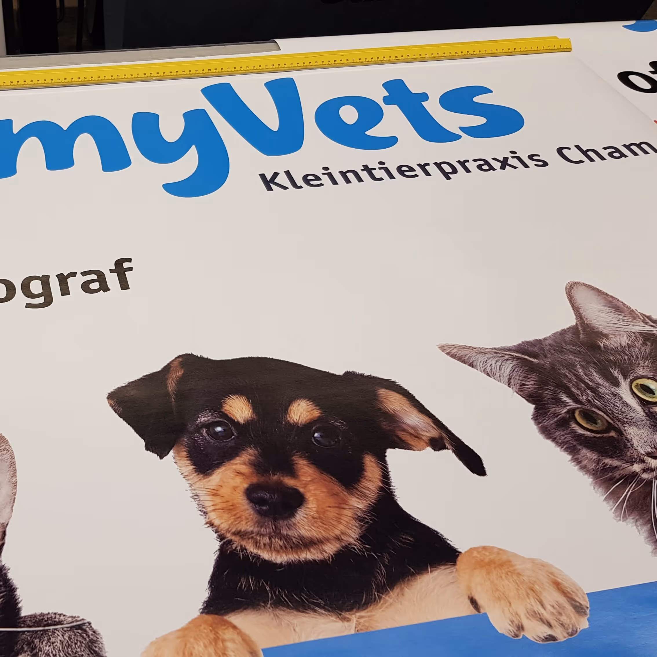 Ein Hund und eine Katze schauen über ein blaues Banner mit Text für eine Kleintierpraxis.