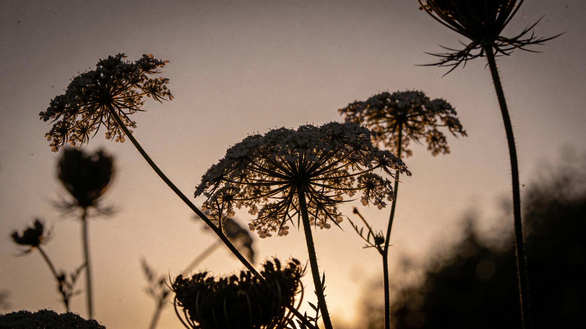Nahaufnahme von wilden Karottenblüten vor einem Sonnenuntergangshimmel.