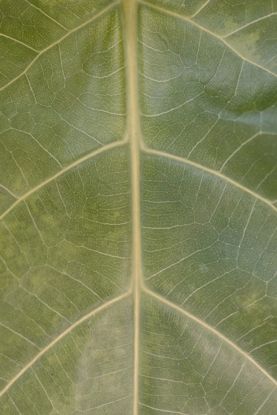 Close-up view of a green leaf showing its central vein and detailed network of smaller veins.