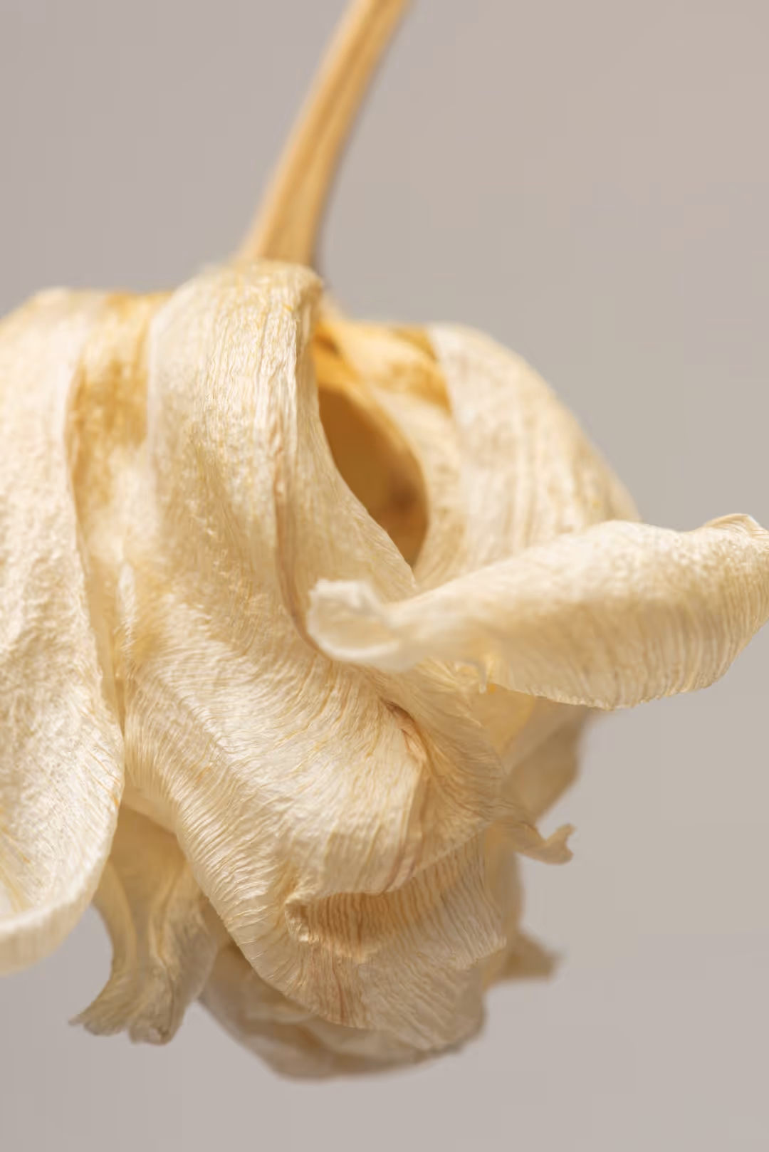 Close-up of a dried, pale yellow tulip flower with curled petals against a gray background.