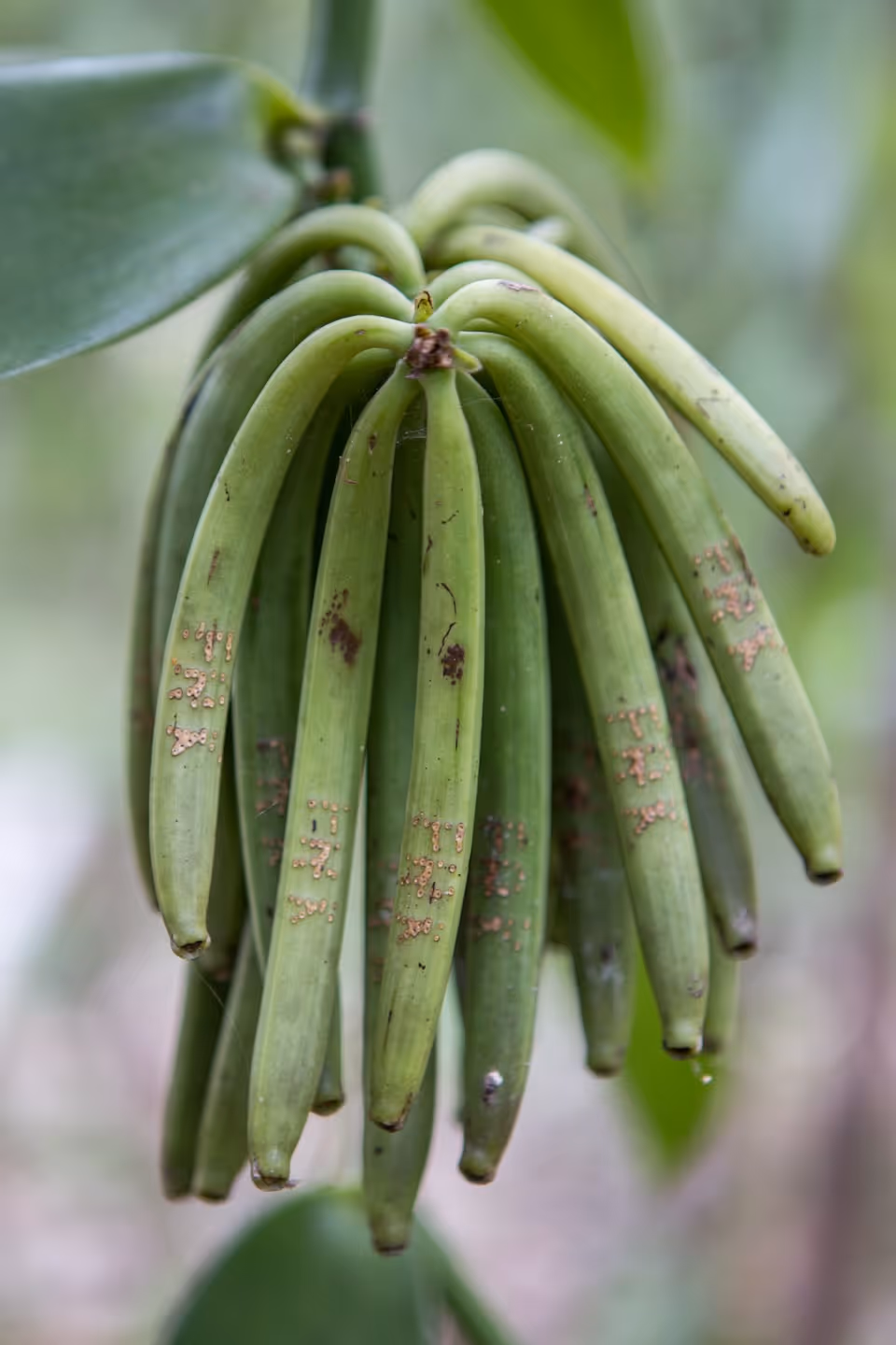Cluster of unripe green vanilla beans hanging from a vine.