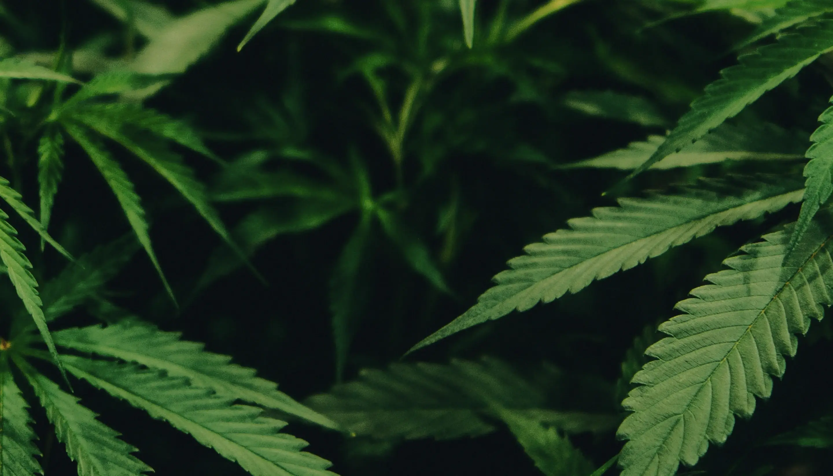 a close up of a bunch of green plants