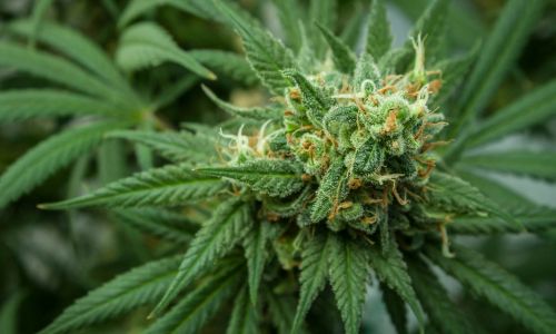 Medical Cannabis Glossary