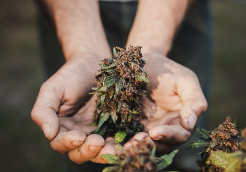 Benefits of Cannabis: Health, Wellness, and More