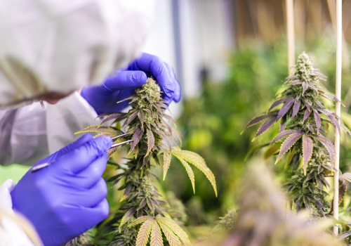 The Rules, Remedies, and Relief of Medical Cannabis Use 