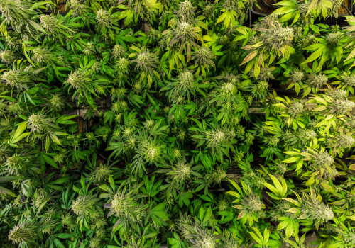 Cannabis Plant: Benefits and Uses