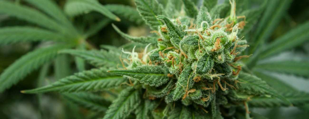 Medical Cannabis Glossary