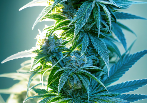 Discovering Types of Cannabis 