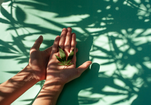 Unlocking the Benefits of Cannabis Sativa