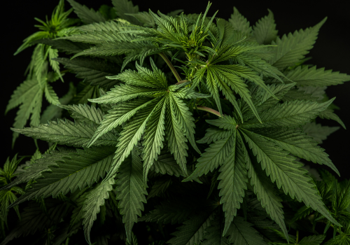 Cannabis Plant Guide 