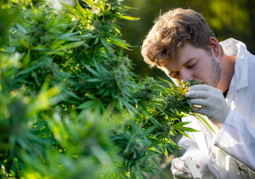 What does cannabis smell like? 